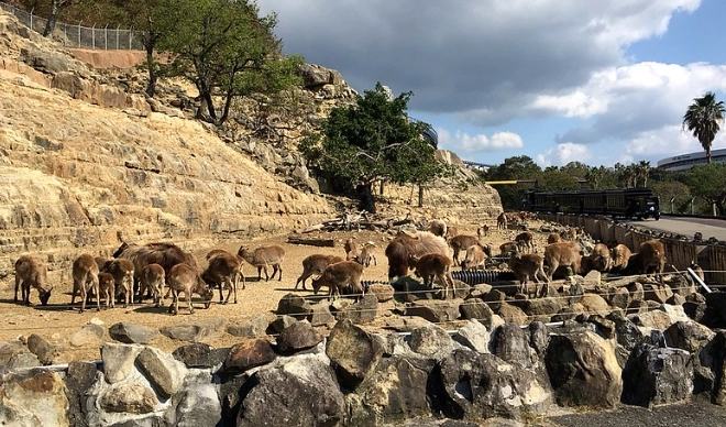 動物遊樂園交通 動物遊樂園交通