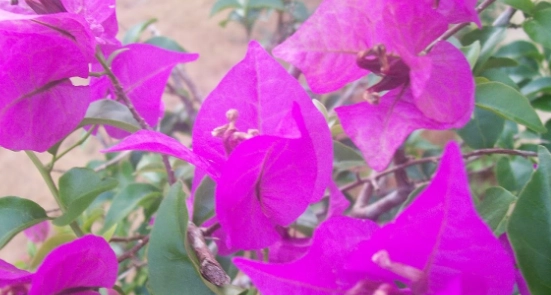 九重葛食用安全