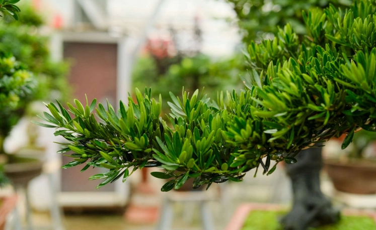 羅漢松種植 羅漢松種植