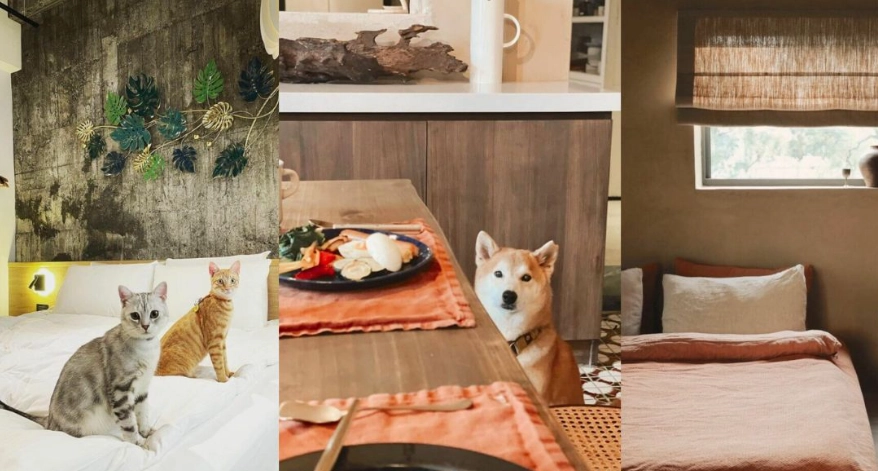 台中帶寵物住宿 台中帶寵物住宿