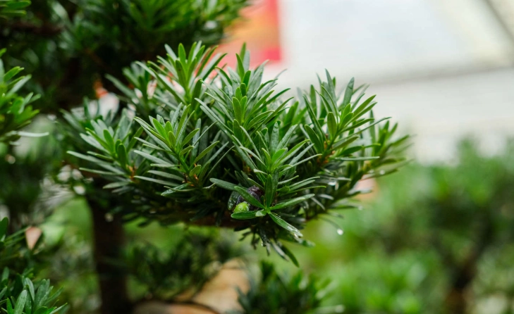 羅漢松肥料選擇 羅漢松肥料選擇