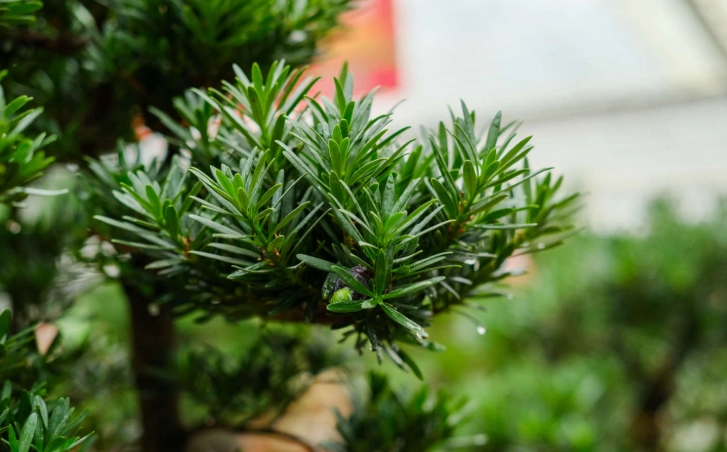 羅漢松養護技巧 羅漢松養護技巧