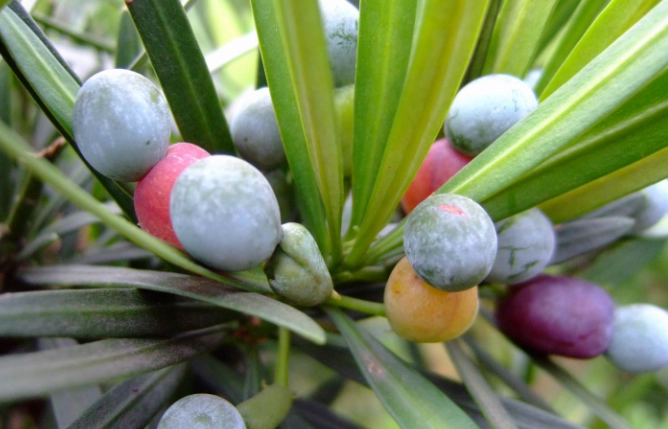 罗汉松种子发芽