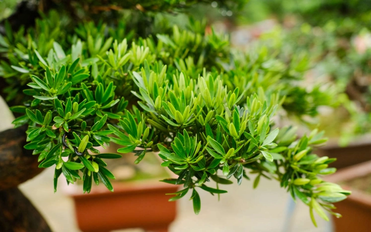 羅漢松施肥時間 羅漢松施肥時間