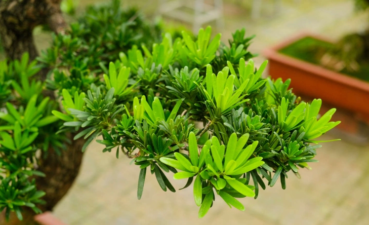 羅漢松種植方法 羅漢松種植方法