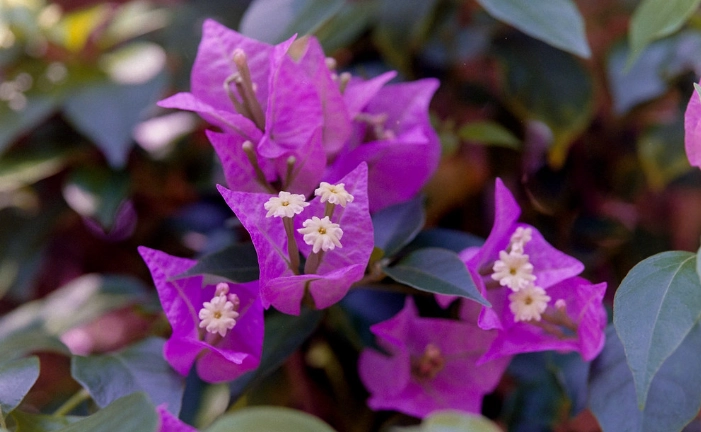 九重葛變色方法