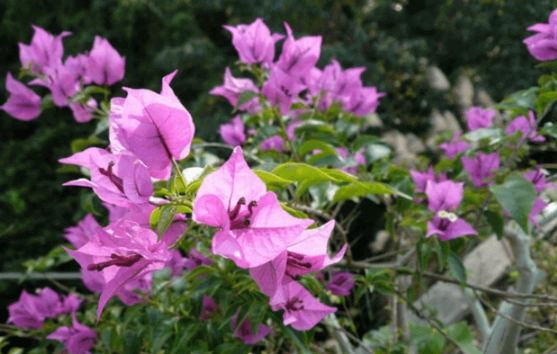 九重葛食用安全