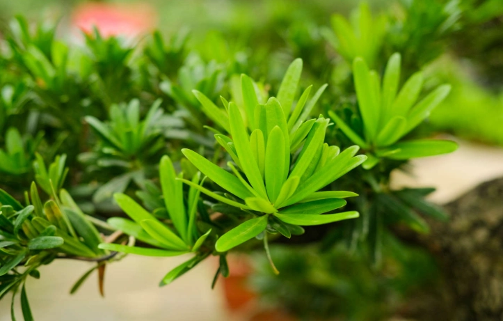 罗汉松修剪时机