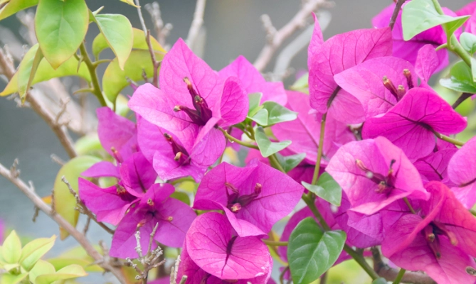 九重葛控水 九重葛控水