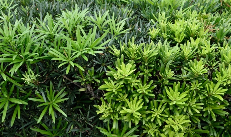 罗汉松修剪时机