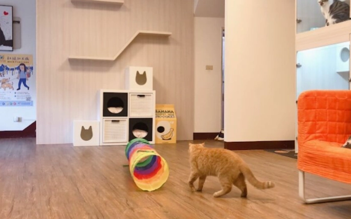 台中帶寵物住宿 台中帶寵物住宿