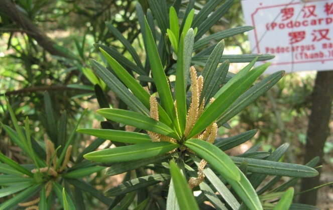 罗汉松修剪方法