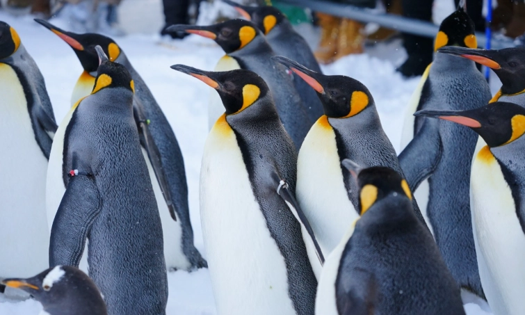 北海道自駕遊攻略 北海道自駕遊攻略