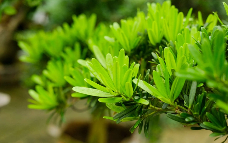 罗汉松繁殖方法