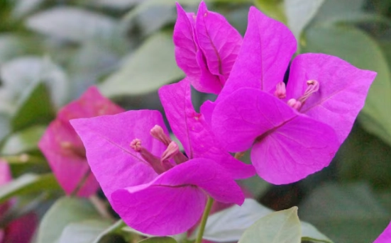 藍月亮九重葛 養護