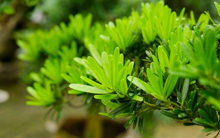 羅漢松種植 羅漢松種植