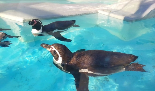 和歌山動物園攻略