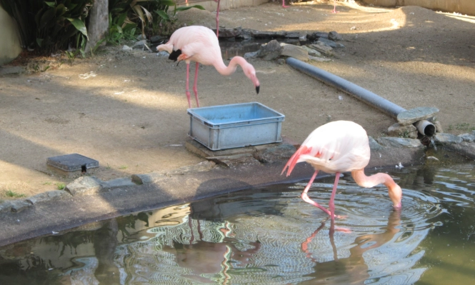 和歌山公園動物園交通