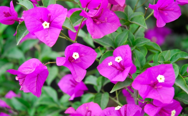 九重葛花能吃吗