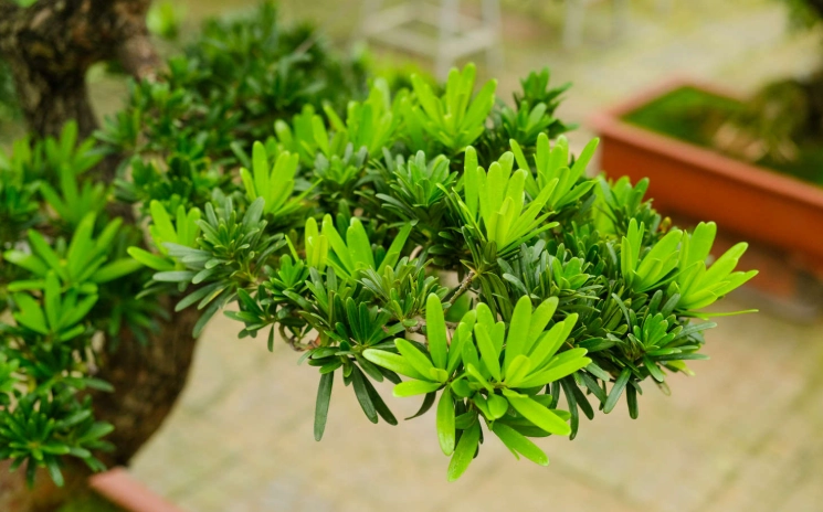 羅漢松修剪方法