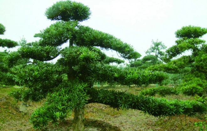 罗汉松修剪方法