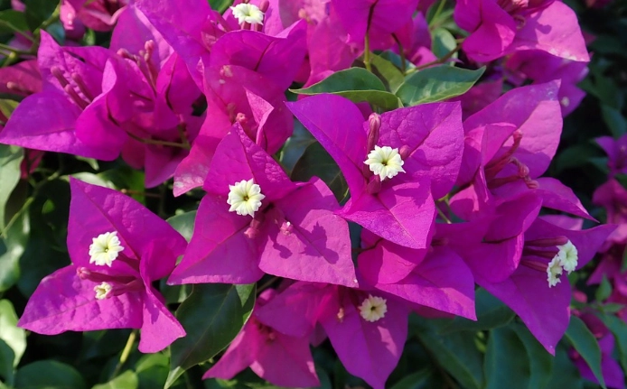 小葉九重葛 養護