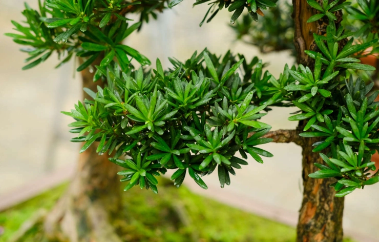 罗汉松修剪时机