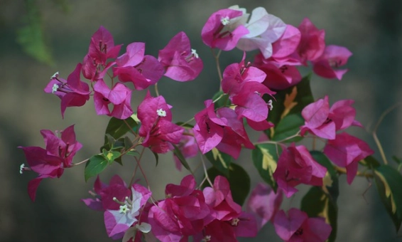 九重葛浇水方法 九重葛浇水方法