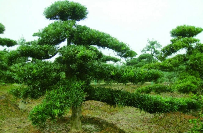 羅漢松種植 羅漢松種植