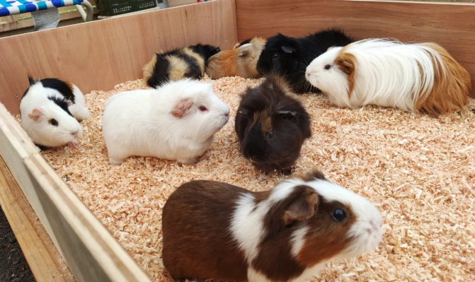 和歌山動物園攻略