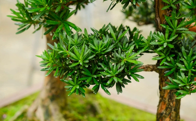 羅漢松風水 羅漢松風水