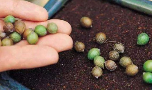 罗汉松栽培技巧