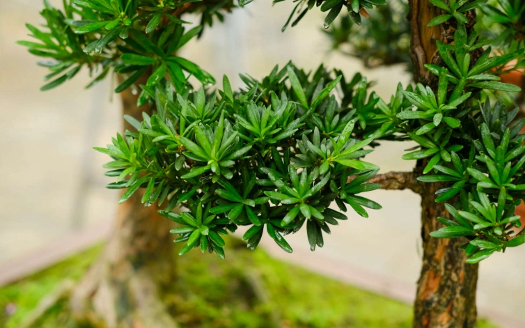 羅漢松養護技巧 羅漢松養護技巧