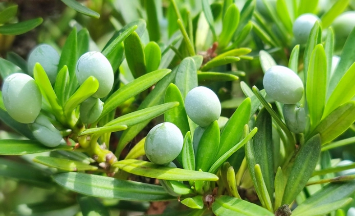 罗汉松种子发芽