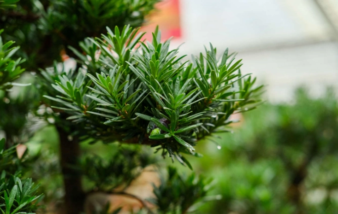 罗汉松修剪时间