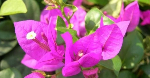 藍月亮九重葛 種植