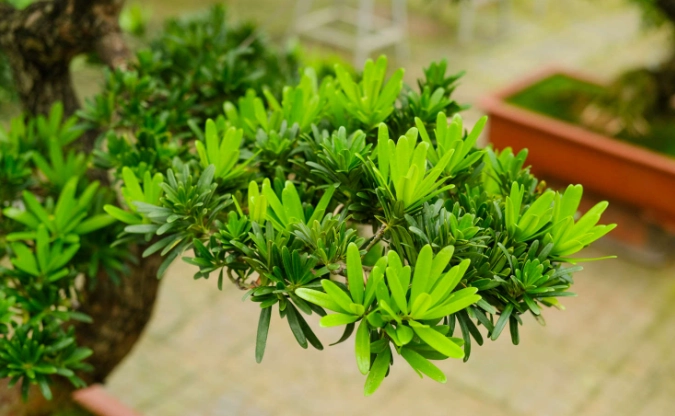 罗汉松造型修剪