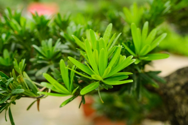 罗汉松修剪方法