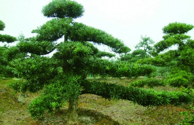 羅漢松種植方法 羅漢松種植方法