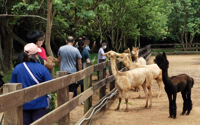 埔心牧場動物互動
