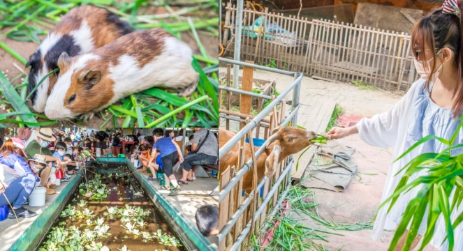 餵動物體驗 餵動物體驗