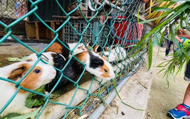 桃園親子農場 桃園親子農場