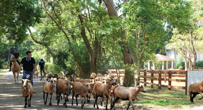 埔心牧場動物互動
