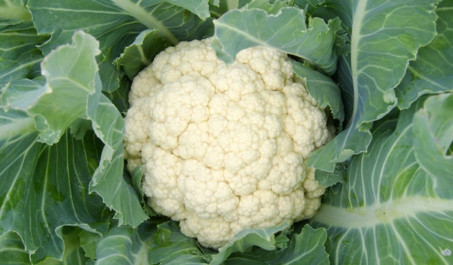 白花椰菜燙煮時間