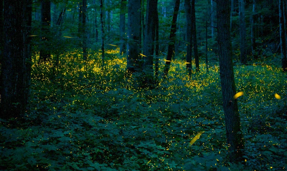 石碇螢火蟲觀賞