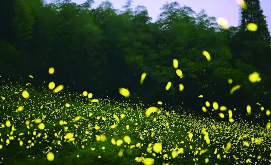 台灣螢火蟲秘境