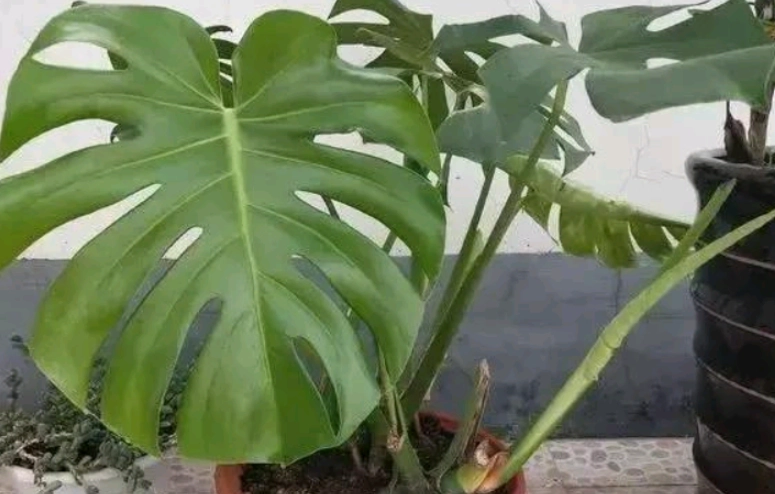 龜背芋養護方法