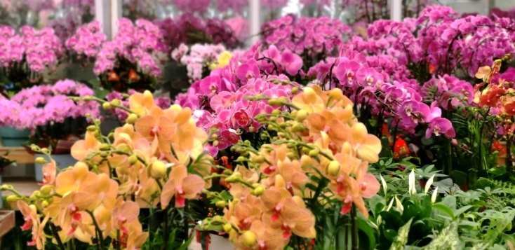 花市假日開放時間