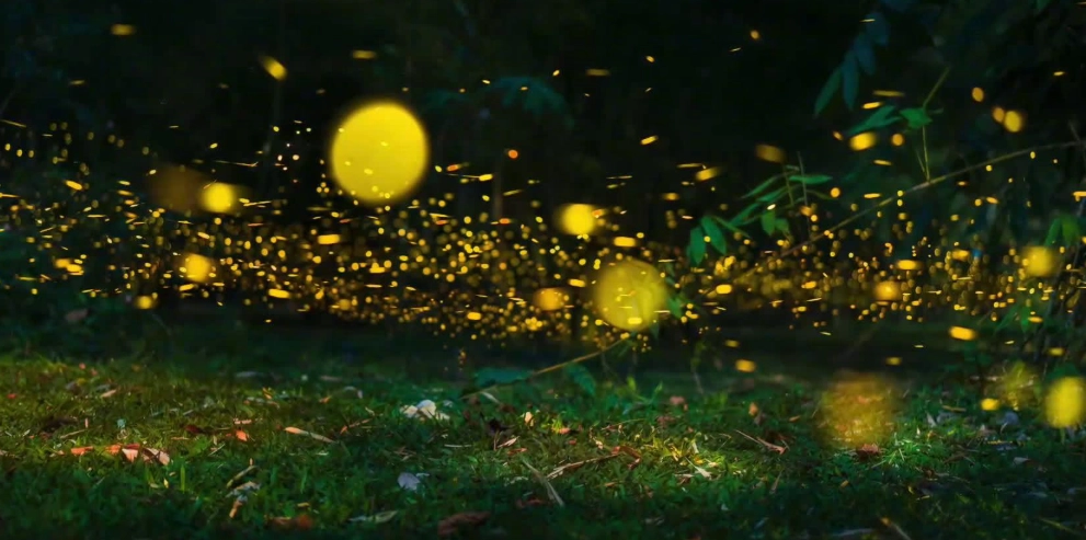 古厝螢火蟲 攝影技巧