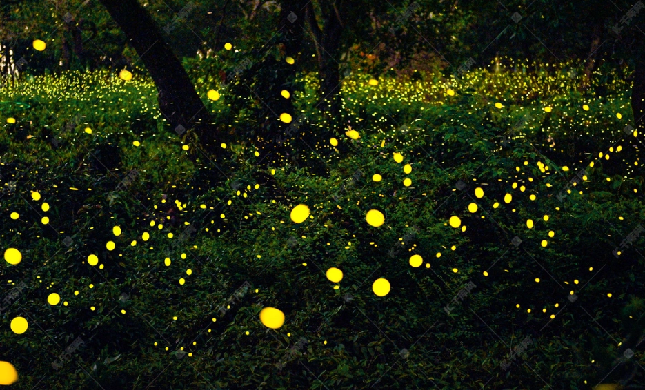 平溪螢火蟲季節